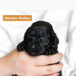 Poodle Puppies from Pawsable Prospects