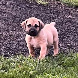 Lime green collar male - Brown male Boerboel puppy in Guysville, Ohio from Fueled Kennel