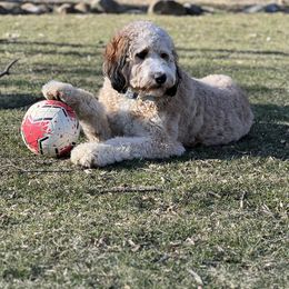 Bernedoodle All Grown Up from Fife and Wife Ranch LLC