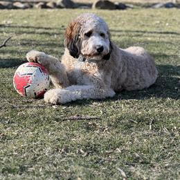 Bernedoodle All Grown Up from Fife and Wife Ranch LLC