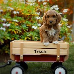 Trick - Red  male Goldendoodle puppy in Mendon, Massachusetts from Comfort & Cuddle Co