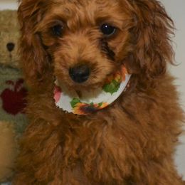 "Emma x Darcy 2023" Aussiedoodle and Poodle Puppies from BA Doodles & Poodles