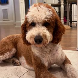 Shell - Bernedoodle