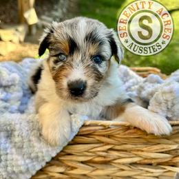 Purple Collar - Blue merle male Australian Shepherd puppy in Winston Salem, North Carolina from Serenity Acres Aussies