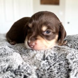 TOMMY - Chocolate and cream male Dachshund puppy in Fort Worth, Texas from Chadwick Farms Mini Dachshunds
