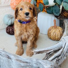 Purple - female Golden Mountain Doodle puppy in Leander, Texas from Olive Grove Doodles
