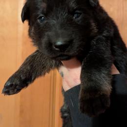 GIRL 4 - Bi-color female German Shepherd puppy in Bennington, Vermont from Vom Eichenhain GSD's