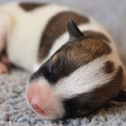 Otis - White and tan male Parson Russell Terrier puppy in Menifee, California from Wendover Terriers
