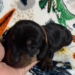 Jack - Black and tan male Dachshund puppy in Cypress, Texas from Sweet Little Churros