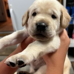 Labrador Retrievers from Wagner Labradors