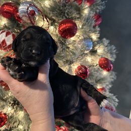 Mary - Phantom female Goldendoodle puppy in Prosperity, Pennsylvania from Stelladoodles & Company