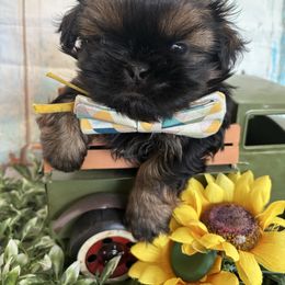 Tucker - Black and tan male Shih Tzu puppy in Claremont, California from Lovable Shih Tzus