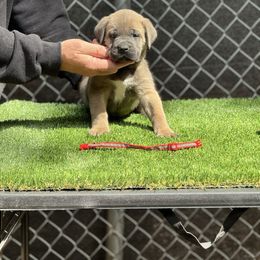 Red - Gray and fawn male Cane Corso puppy in Pollock Pines, California from Capitol City Cane Corso