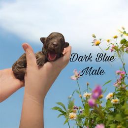 Aussiedoodle, Goldendoodle, and Poodle Puppies from Designer Doodles of South GA