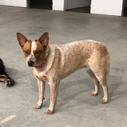 Maybe - Australian Cattle Dog