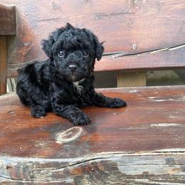 Girl-1 - Black female Poodle puppy in Spring Hill, Tennessee from Duke's Mini & Toy Australian Shepherds & Aussiedoodles