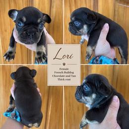 Lori - Liver female French Bulldog puppy in Holton, Indiana from MoonShine Babies