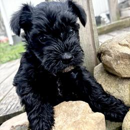 Girl 4 - Black female Miniature Schnauzer puppy in Dunlap, Tennessee from Beards of Glory