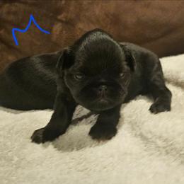 Boy 2 - Black and tan male Brussels Griffon puppy in Huntsville, Alabama from Tammy's Brussels