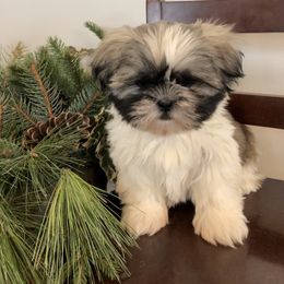 Holly - Gold and white Shih Tzu puppy in Manheim, Pennsylvania from Josh’s Pups
