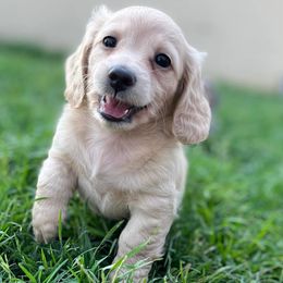 Dachshunds from Diamond B Doxies