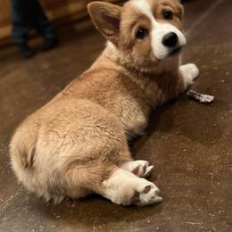 American Corgis and Pembroke Welsh Corgis from Grand Mesa Corgis
