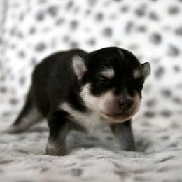Pomsky Puppies from Saint Peters Pomskies
