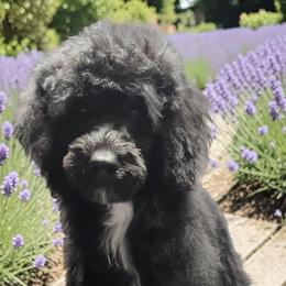 Ember - Black female Poodle puppy in Mancelona, Michigan from Lavender poodles & doodles