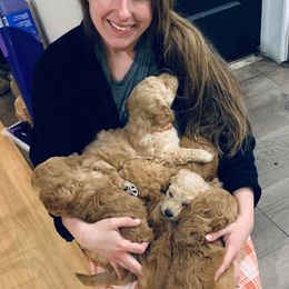 Goldendoodle Puppies from Elimwood Farm Goldendoodles