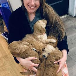 Goldendoodle Puppies from Elimwood Farm Goldendoodles