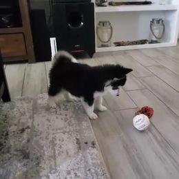 Pomsky Puppies from Peoria Pomskies