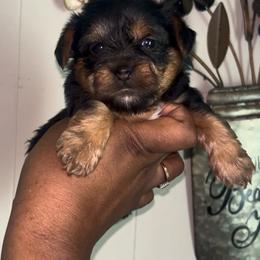 Zazu - Black and tan male Yorkipoo puppy in Gastonia, North Carolina from Banks Dynasty Kennel