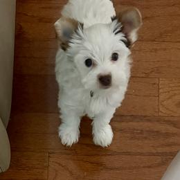 AKC Registered Grace - Chocolate, tan and white female Yorkshire Terrier puppy in Eustis, Florida from Angel Spun Yorkies