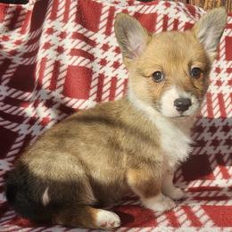 Aurora - Red female Pembroke Welsh Corgi puppy in Castle Rock, Washington from Heckman Corgis