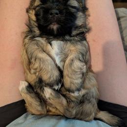Athena - Brindle female Shih Tzu puppy in Centerton, Arkansas from Hernandez Family Shih Tzus