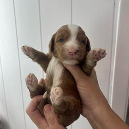 Cappuccino - Apricot male Australian Labradoodle puppy in Orange, California from Little Kingdom Doodles