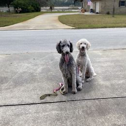 Poodle All Grown Up from Patch of Pines