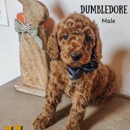 Dumbledore - Red  male Goldendoodle puppy in Hilton, New York from The House of Goldendoodle