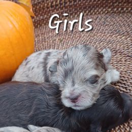 Eleanor - Merle female Shihpoo puppy in Delphos, Ohio from Route 66 Poodles & Doodles, Sapphire Shih-tzu's of Ohio