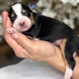 Mason - Tri-color male Bernedoodle puppy in Yuciapa, California from AlltheDoodlez_