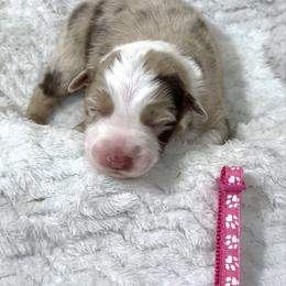 Tara - Red merle female Australian Shepherd puppy in Vail, Iowa from Homegrown Huskies
