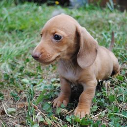 Dachshund Puppies from Stonevalley Dachshunds