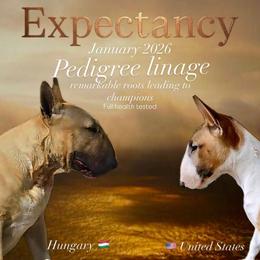 Bull Terrier puppies from LSDBULLS