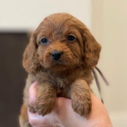 Honey - Lavender Collar - Red female Cavapoo puppy in Ferndale, Washington from Cavakennels.pnw