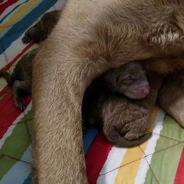Chesapeake Bay Retriever Puppies from Twin Oak's Chesapeakes