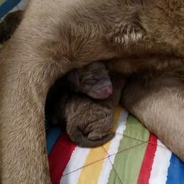 Chesapeake Bay Retriever Puppies from Twin Oak's Chesapeakes