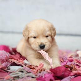 Golden Retriever and Labrador Retriever Puppies from Dublin Rise