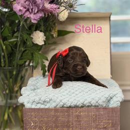 Stella - Chocolate female Australian Labradoodle puppy in Citrus Heights, California from Elite Blend Labradoodles