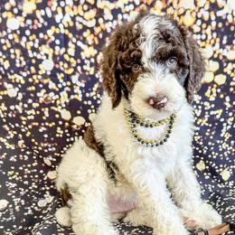 Boy 8 - Parti Poodle puppy in Lake City, Florida from 224 Doodles and Poodles