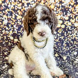 Boy 8 - Parti Poodle puppy in Lake City, Florida from 224 Doodles and Poodles